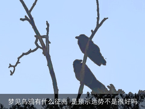 梦见乌鸦有什么征兆 是预示运势不是很好吗