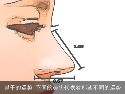 鼻子的运势 不同的鼻头代表着那些不同的运势