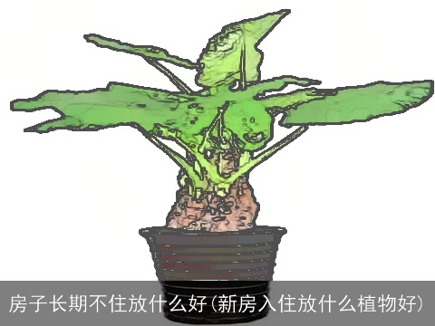 房子长期不住放什么好(新房入住放什么植物好)