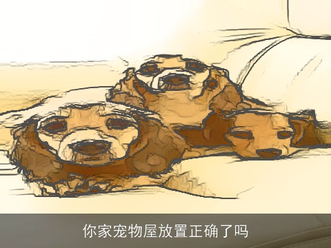你家宠物屋放置正确了吗