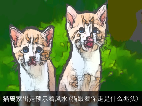 猫离家出走预示着风水(猫跟着你走是什么兆头)