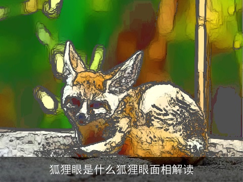 狐狸眼是什么狐狸眼面相解读