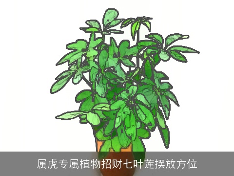 属虎专属植物招财七叶莲摆放方位