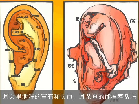耳朵里泄漏的富有和长命，耳朵真的能看寿数吗