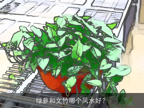 绿萝和文竹哪个风水好？