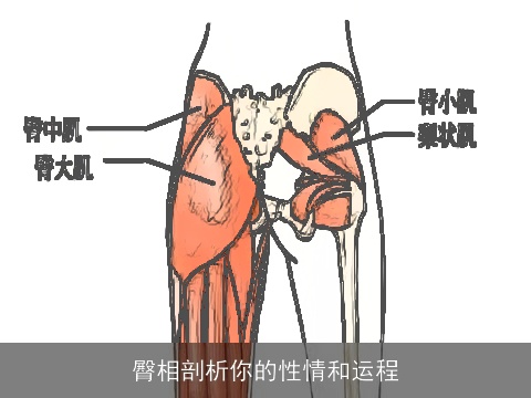 臀相剖析你的性情和运程
