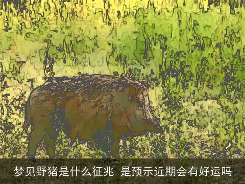 梦见野猪是什么征兆 是预示近期会有好运吗