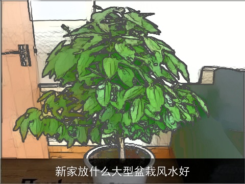 新家放什么大型盆栽风水好