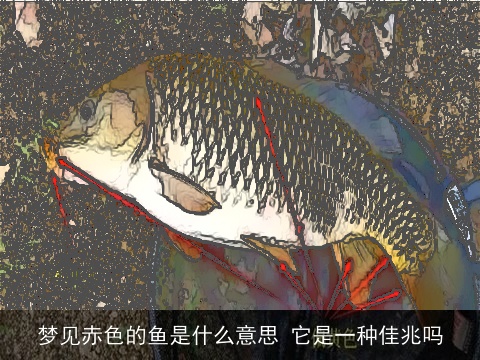 梦见赤色的鱼是什么意思 它是一种佳兆吗