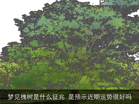 梦见槐树是什么征兆 是预示近期运势很好吗
