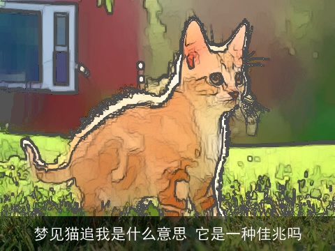 梦见猫追我是什么意思 它是一种佳兆吗