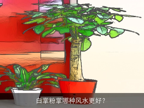 白掌粉掌哪种风水更好？