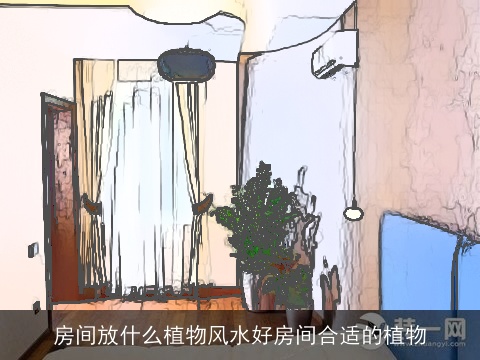 房间放什么植物风水好房间合适的植物