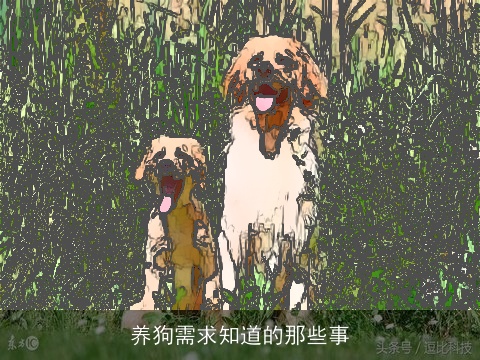 养狗需求知道的那些事