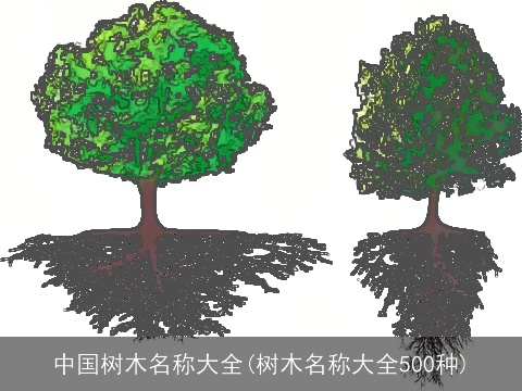 中国树木名称大全(树木名称大全500种)