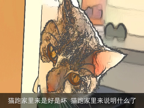 猫跑家里来是好是坏 猫跑家里来说明什么了