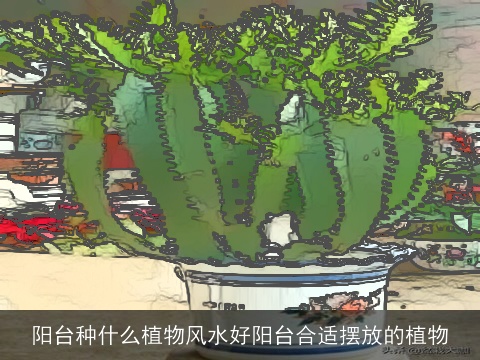 阳台种什么植物风水好阳台合适摆放的植物