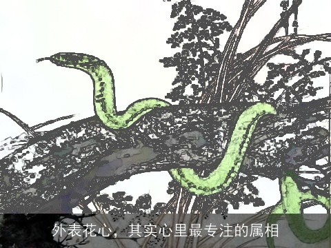 外表花心，其实心里最专注的属相