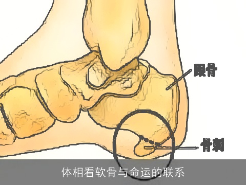 体相看软骨与命运的联系
