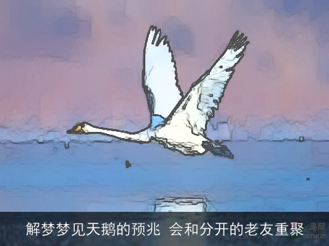 解梦梦见天鹅的预兆 会和分开的老友重聚