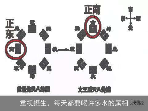 重视摄生，每天都要喝许多水的属相