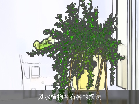 风水植物各有各的摆法