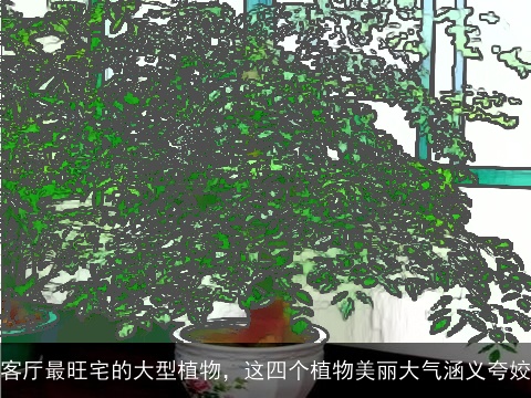 客厅最旺宅的大型植物，这四个植物美丽大气涵义夸姣