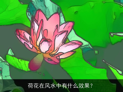 荷花在风水中有什么效果？