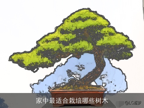 家中最适合栽培哪些树木