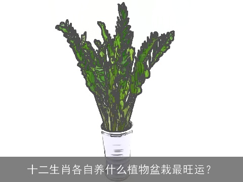 十二生肖各自养什么植物盆栽最旺运？