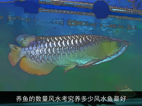 养鱼的数量风水考究养多少风水鱼最好
