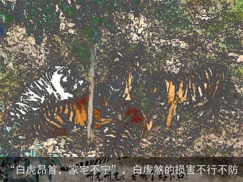 “白虎昂首，家宅不宁”，白虎煞的损害不行不防