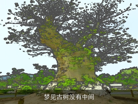 梦见古树没有中间