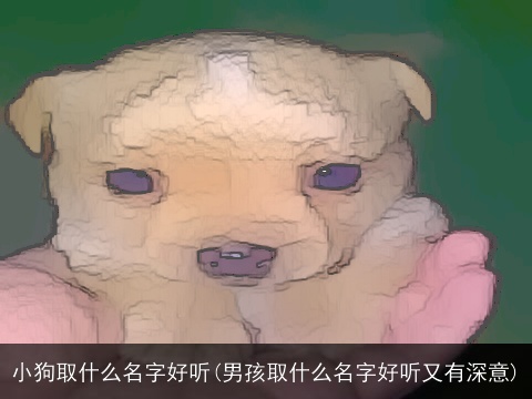 小狗取什么名字好听(男孩取什么名字好听又有深意)