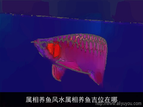 属相养鱼风水属相养鱼吉位在哪