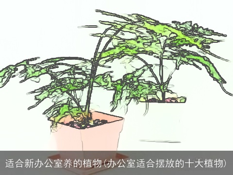 适合新办公室养的植物(办公室适合摆放的十大植物)