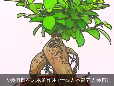 人参榕树在风水的作用(什么人不能养人参榕)