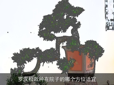罗汉松栽种在院子的哪个方位适宜