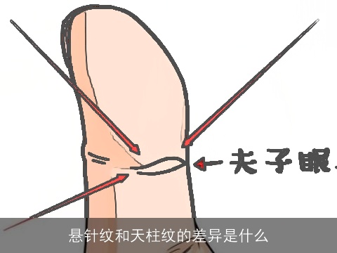 悬针纹和天柱纹的差异是什么