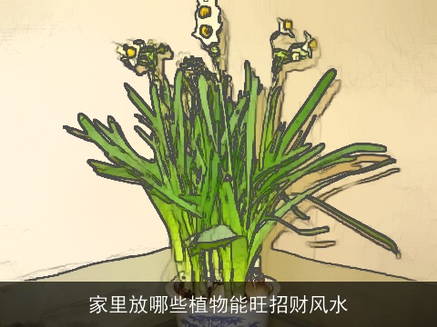 家里放哪些植物能旺招财风水