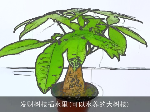 发财树枝插水里(可以水养的大树枝)