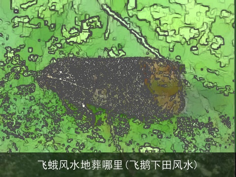 飞蛾风水地葬哪里(飞鹅下田风水)