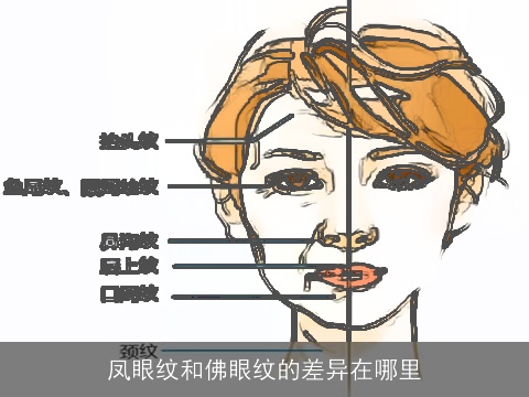 凤眼纹和佛眼纹的差异在哪里