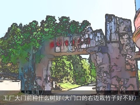 工厂大门前种什么树好(大门口的右边栽竹子好不好)