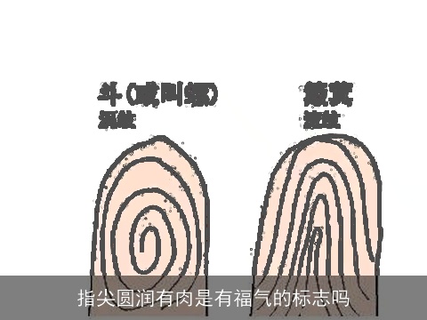 指尖圆润有肉是有福气的标志吗