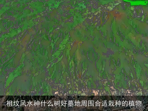 祖坟风水种什么树好墓地周围合适栽种的植物