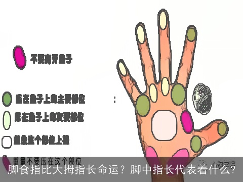 脚食指比大拇指长命运？脚中指长代表着什么?