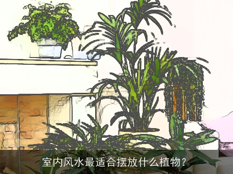 室内风水最适合摆放什么植物？
