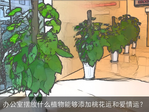 办公室摆放什么植物能够添加桃花运和爱情运？