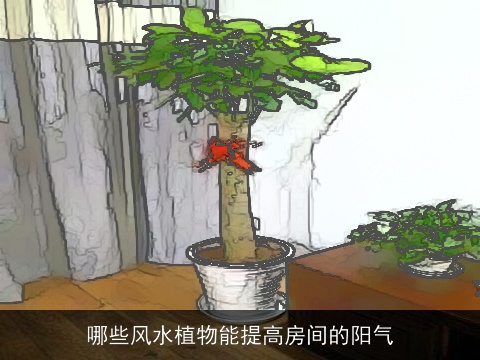 哪些风水植物能提高房间的阳气